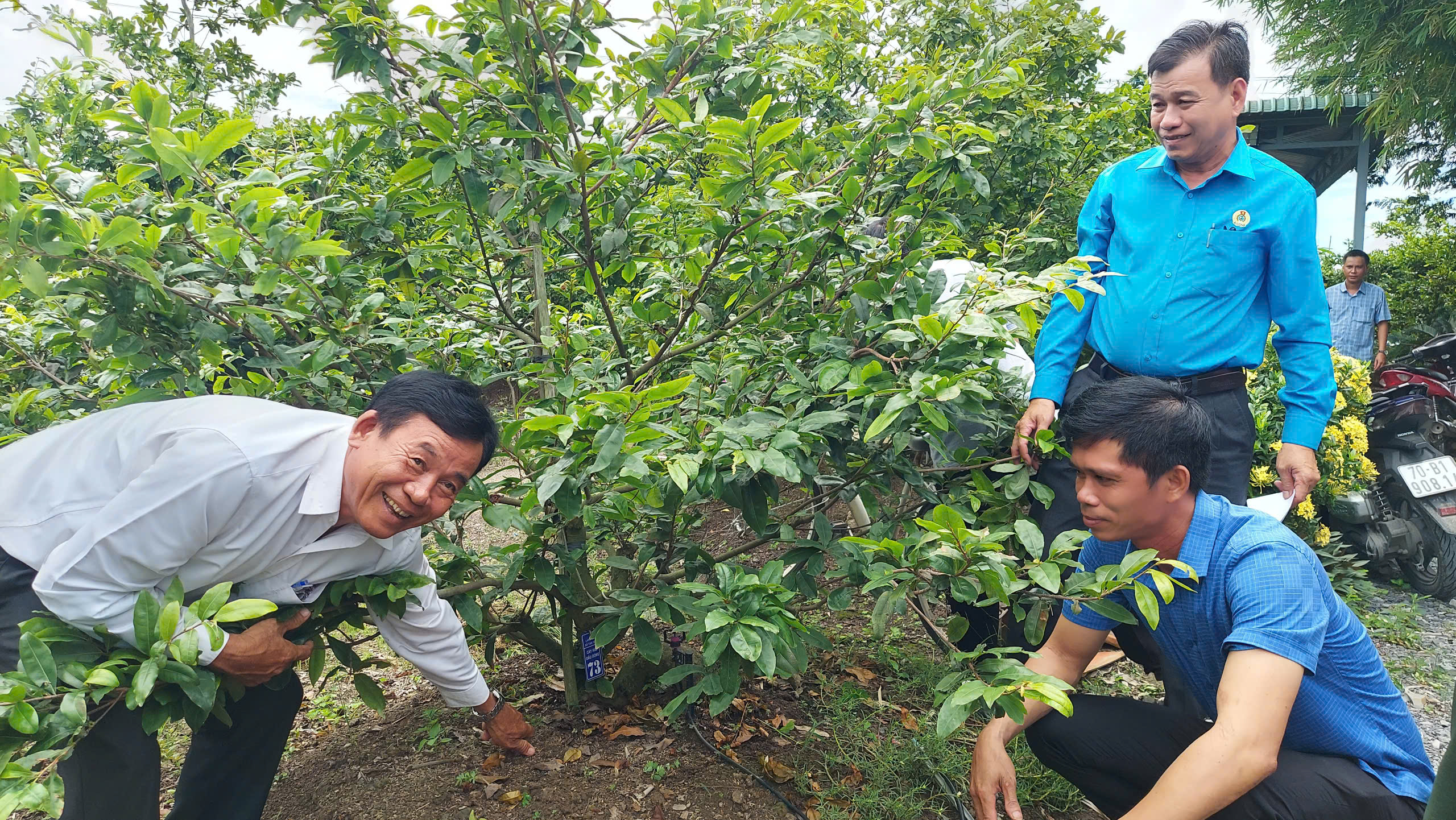 Hội thảo phát triển Làng nghề trồng mai vàng xã Tân Tây gắn với phát triển du lịch